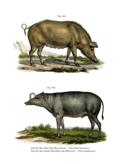 Cochon domestique, 1860 - German School